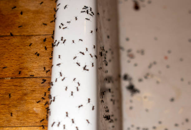 Flea Control Services in West Fargo, ND