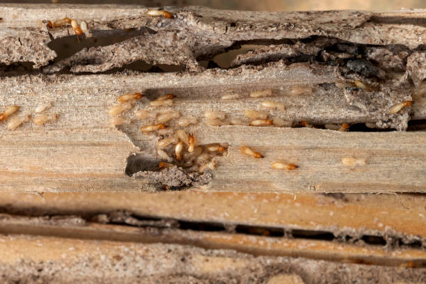 Best Pest Removal Services  in West Fargo, ND
